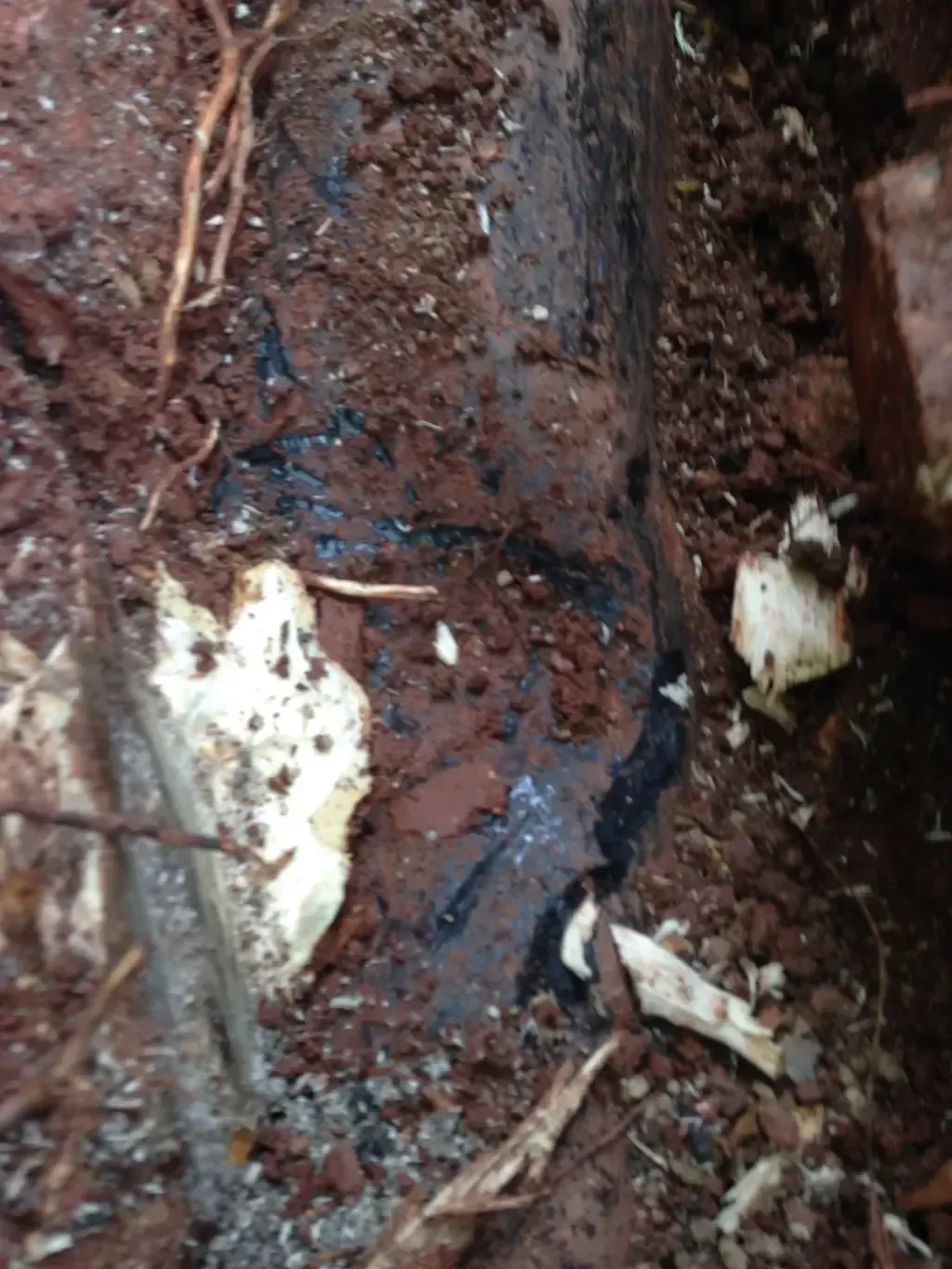 Underground drain pipe with tree roots intrusion