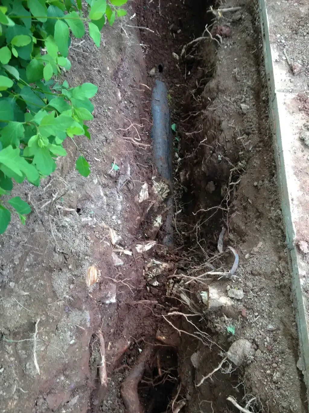 Drain pipe in the ground with tree roots around it